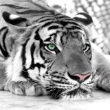 3D Фотообои  «Тигр черно-белые»  на флиз.осн. (180см*150см) (Песок)