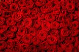 3D Фотообои ROS-012 «Миллион алых роз» 300*240 см песок