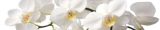 Интерьерная панель 046 Орхидеи Вивальди фотопечать(3000х600х1,3мм) ПП